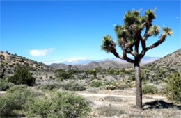 Yucca brevifolia - Joshua Tree