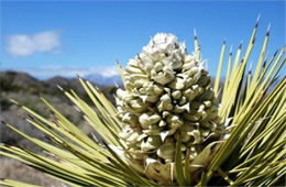 Yucca brevifolia - Joshua Tree