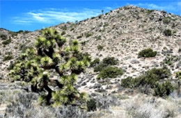 Yucca brevifolia - Joshua Tree