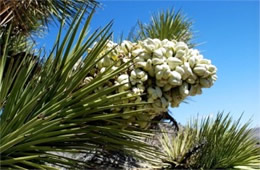 Yucca brevifolia - Joshua Tree