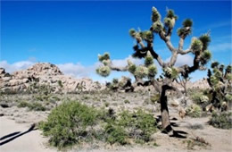 Yucca brevifolia - Joshua Tree