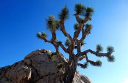 Yucca brevifolia - Joshua Tree