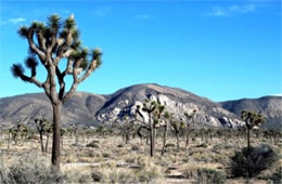 Yucca brevifolia - Joshua Tree