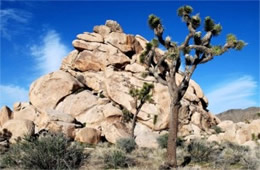 Yucca brevifolia - Joshua Tree