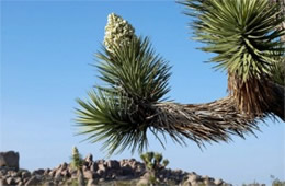 Yucca brevifolia - Joshua Tree