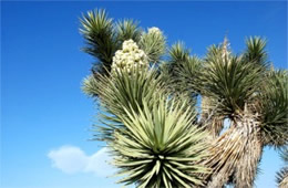 Yucca brevifolia - Joshua Tree