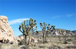 Yucca brevifolia - Joshua Tree