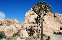 Yucca brevifolia - Joshua Tree