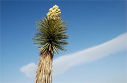 Yucca brevifolia - Joshua Tree