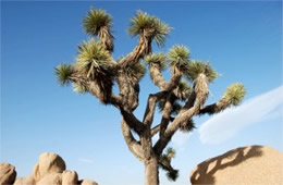 Yucca brevifolia - Joshua Tree