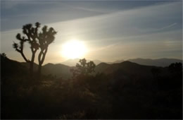 Joshua Tree Sunset