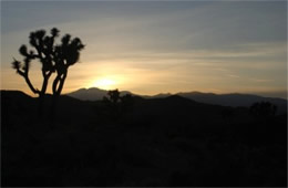 Joshua Tree Sunset