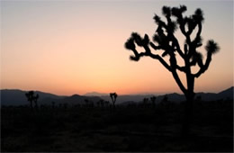 Joshua Tree Sunset