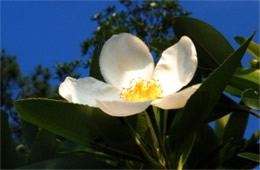 Gordonia lasianthus - Loblolly Bay Flower