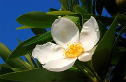 Gordonia lasianthus - Loblolly Bay Flower