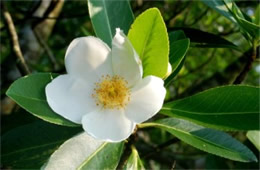 Gordonia lasianthus - Loblolly Bay Flower