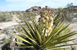 Yucca schidigera - Mohave Yucca