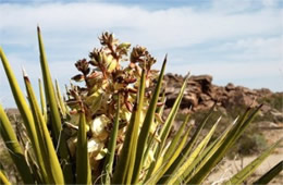 Yucca schidigera - Mohave Yucca