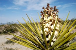 Yucca schidigera - Mohave Yucca