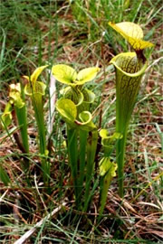 Sarracenia flava - Pitcher Plant