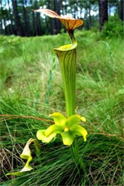 Sarracenia flava - Pitcher Plant