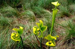 Sarracenia flava - Pitcher Plant