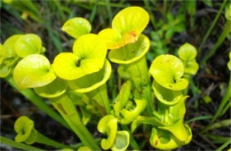 Sarracenia flava - Pitcher Plant