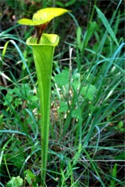 Sarracenia flava - Pitcher Plant