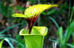 Sarracenia flava - Pitcher Plant