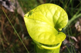 Sarracenia flava - Pitcher Plant