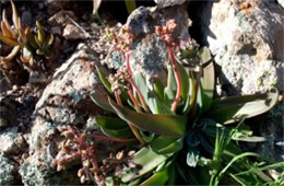 Dudleya collomiae - Rock Echeveria