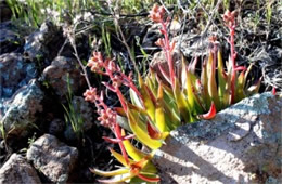 Dudleya collomiae - Rock Echeveria