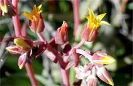 Dudleya collomiae - Rock Echeveria