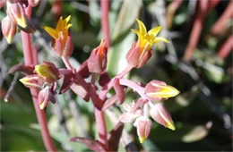 Dudleya collomiae - Rock Echeveria