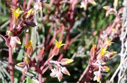 Dudleya collomiae - Rock Echeveria