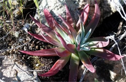 Dudleya collomiae - Rock Echeveria