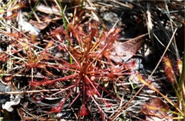 Drosera sp. - Sundew