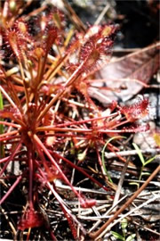 Drosera sp. - Sundew