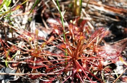 Drosera sp. - Sundew