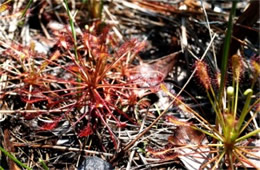 Drosera sp. - Sundew