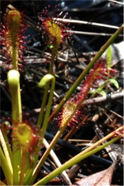 Drosera sp. - Sundew