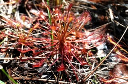 Drosera sp. - Sundew