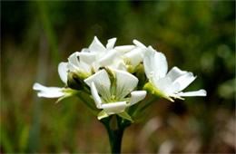 Dionaea muscipula - Venus Fly Trap Flower