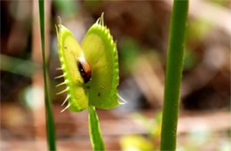 Dionaea muscipula - Venus Fly Trap