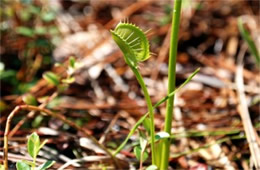 Dionaea muscipula - Venus Fly Trap