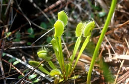 Dionaea muscipula - Venus Fly Trap