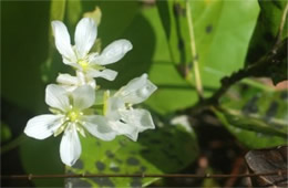 Dionaea muscipula - Venus Fly Trap Flower