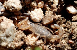 Vaejovis spinigerus - Arizona Stripedtail Scorpion