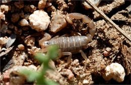 Vaejovis spinigerus - Arizona Stripedtail Scorpion