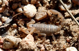 Vaejovis spinigerus - Arizona Stripedtail Scorpion